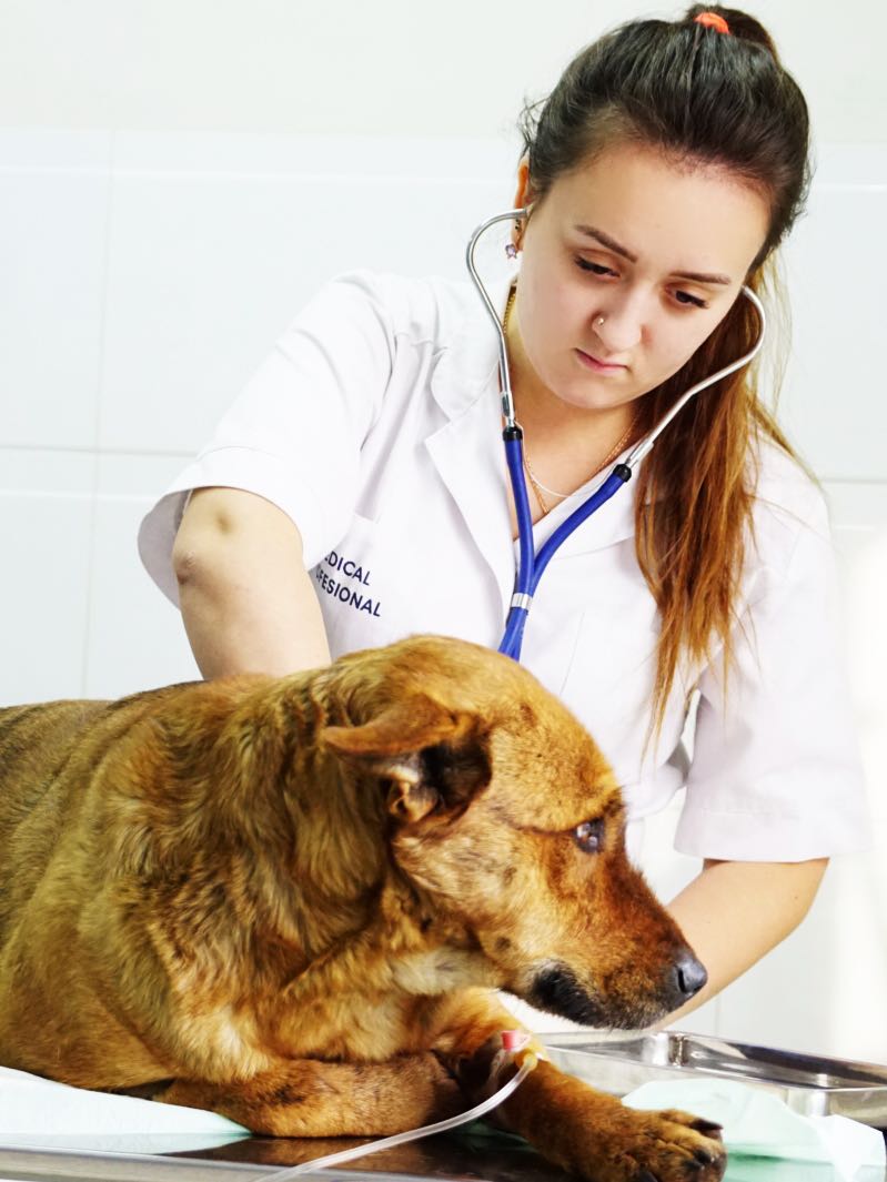 Ветеринарная хирургия в клиниках Бона Кэти - процесс осмотра