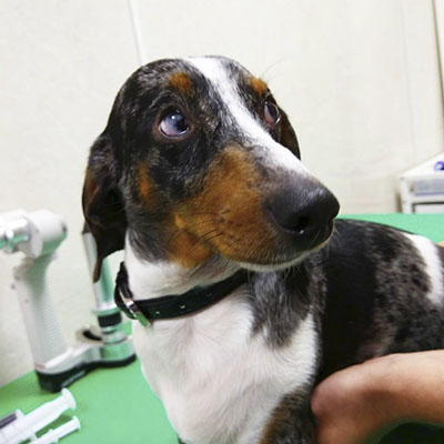 Ветеринарная офтальмология в клиниках Бона Кэти - процесс осмотра