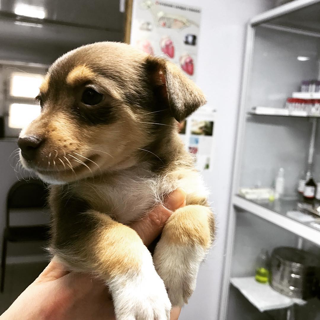 Маленький щенок в кардиологическом отделении ветклиники Бона Кэти