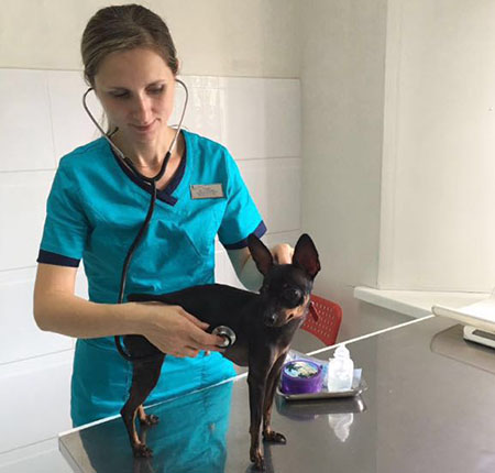 Вакцинация собак и кошек в Артеме и Фокино - прививки для собак